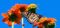 A female monarch nectaring on Mexican sunflower, Tithonia rotunifola, in a Vacaville garden at noon, Sept. 17, 2024. At left is a territorial male longhorned bee, probably Melissodes agilis. (Photo by Kathy Keatley Garvey) for Bug Squad Blog