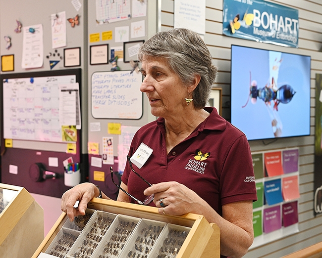 UC Davis distinguished professor emerita Lynn Kimsey directed the Bohart Museum of Entomology for 34 years. (Photo by Kathy Keatley Garvey)