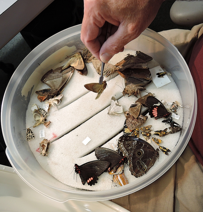 Assorted insects ready to be curated. (Photo by Kathy Keatley Garvey)