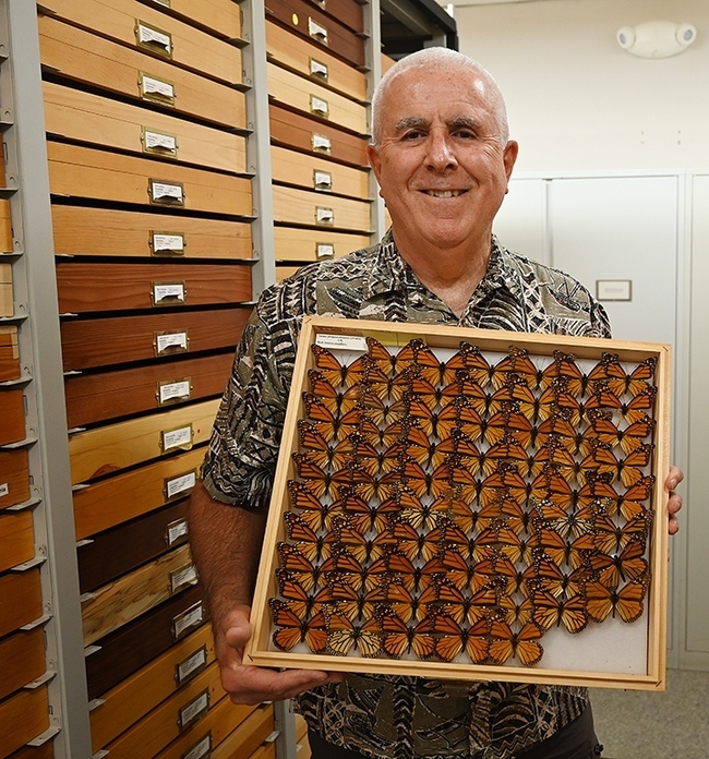 Jeff Smith, curator of the Bohart Museum's Lepidoptera collection, holds a drawer of monarch butterflies. (Photo by Kathy Keatley Garvey)