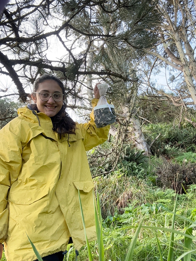 UC Davis doctoral student and medical entomologist CC Edwards holding a CDC (Centers for Disease Control and Prevention) trap at Bodega Bay. She was trapping Culex mosquitoes.