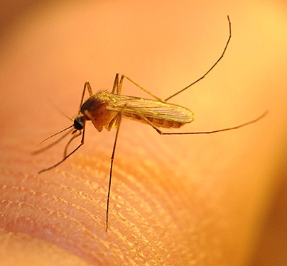 This is the Culex quinquefasciatus mosquito. (Photo by Kathy Keatley Garvey)