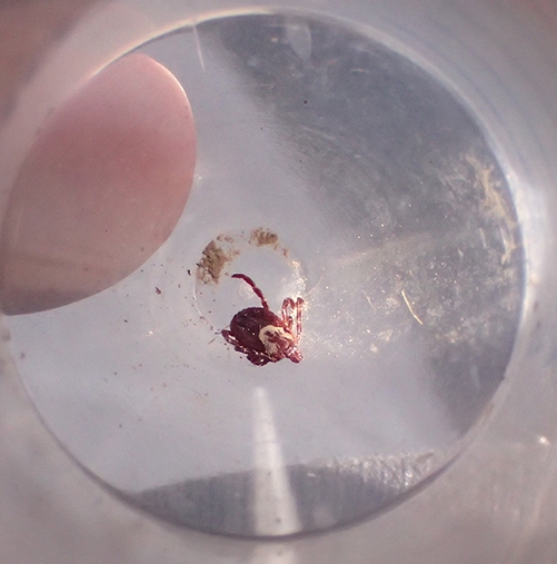 This is the Pacific Coast tick, Dermacentor occidentalis, collected in Sonoma County. (Photo by Kathy Keatley Garvey)