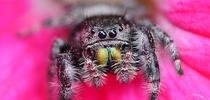 Pretty in pink. A jumping spider on a pink rose in a Vacaville garden peers at the photographer. (Photo by Kathy Keatley Garvey) for Bug Squad Blog