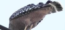 Red-shouldered hawk devouring what appears to be a praying mantis. It caught the insect in the Vacaville Museum and then perched on a telephone line to eat it. (Photo by Kathy Keatley Garvey) for Bug Squad Blog