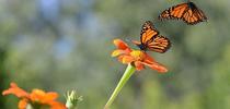 Migratory monarchs in a Vacaville pollinator garden filled with Mexican sunflowers (Tithonia rotundifola). (Photo by Kathy Keatley Garvey) for Bug Squad Blog