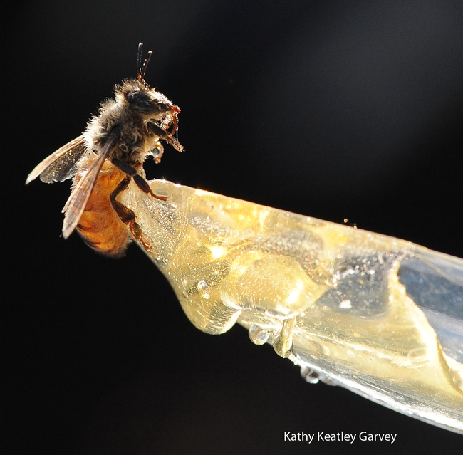 Drenched honey bee gets ready to sip honey from a plastic spoon. (Photo by Kathy Keatley Garvey)