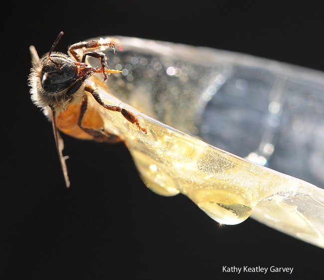 Honey bee cleaning her tongue. (Photo by Kathy Keatley Garvey)