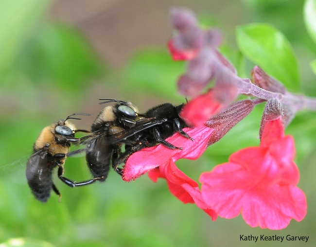 Two male carpenter bees, Xylocopa tabaniformis orpifex, with a female on salvia. (Photo by Kathy Keatley Garvey)