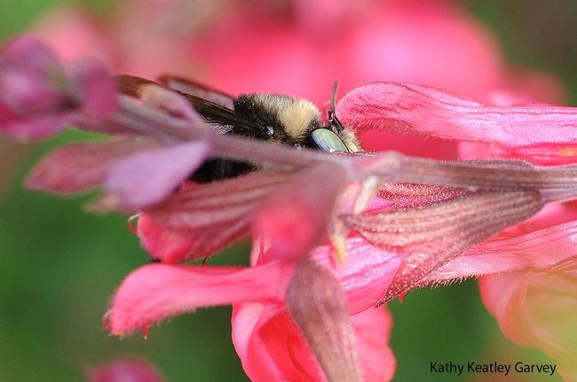 Peek-a-bee: A male carpenter bee, Xylocopa tabaniformis orpifex, peeking through salvia. (Photo by Kathy Keatley Garvey)