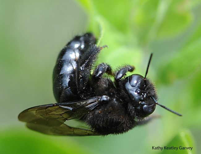 Close-up of female carpenter bee, Xylocopa tabaniformis orpifex. (Photo by Kathy Keatley Garvey)
