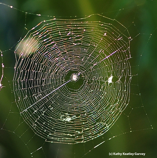 An intricate spider web from a Vacaville garden. (Photo by Kathy Keatley Garvey)