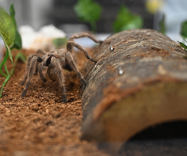 A tarantula displayed by UC Davis doctoral candidate Emma 