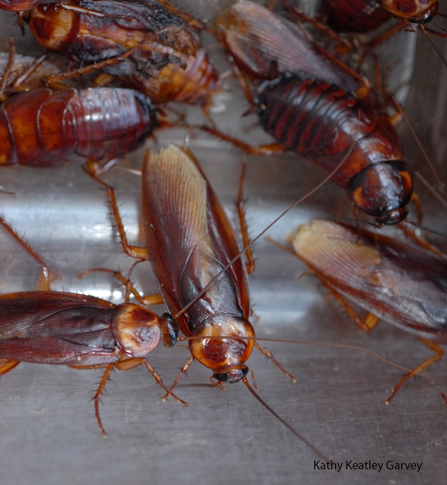 American cockroaches will compete in the cockroach races. (Photo by Kathy Keatley Garvey)