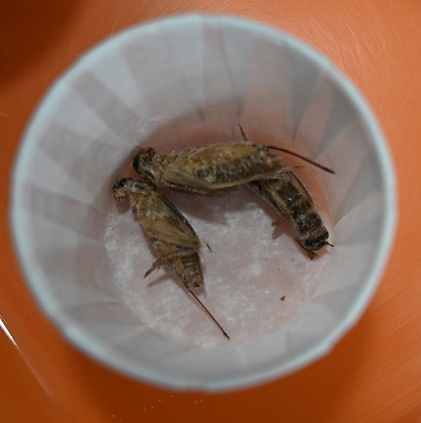 Each cup contained three crickets.(Photo by Kathy Keatley Garvey)