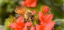 Honey bee nectaring on tower of jewels, Echium wilpretii. This is a non-native, but isn't it pretty? The California Master Beekeeper Program is offering a class on 