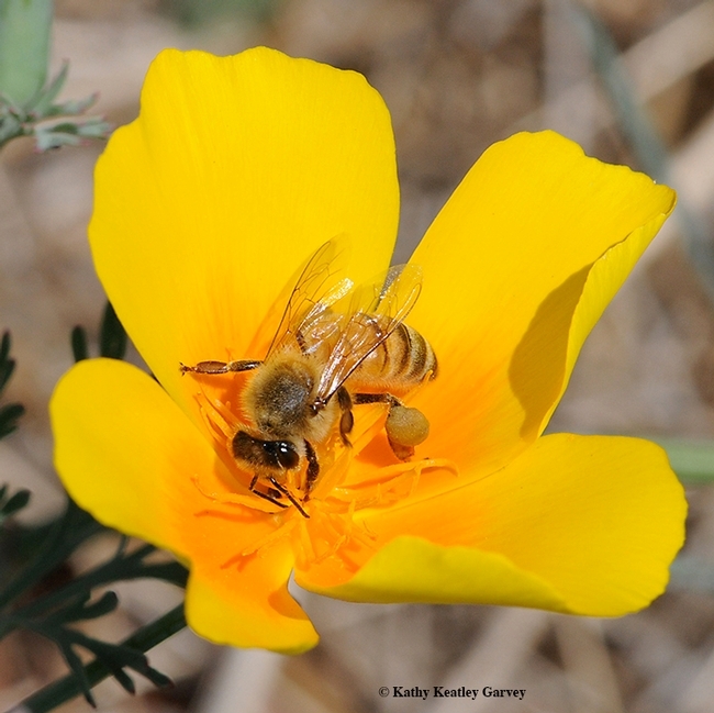 Honey bee, a non-native, on the California golden poppy, a native plant. (Photo by Kathy Keatley Garvey)