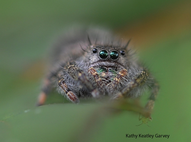 A jumping spider perched on a rose leaf. (Photo by Kathy Keatley Garvey)