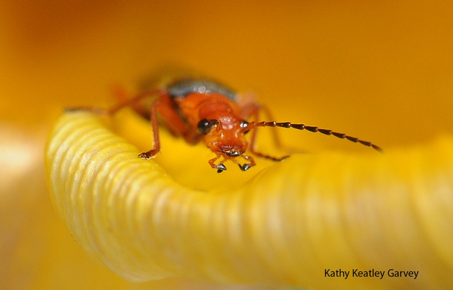 A soldier beetle peers at the camera. (Photo by Kathy Keatley Garvey)
