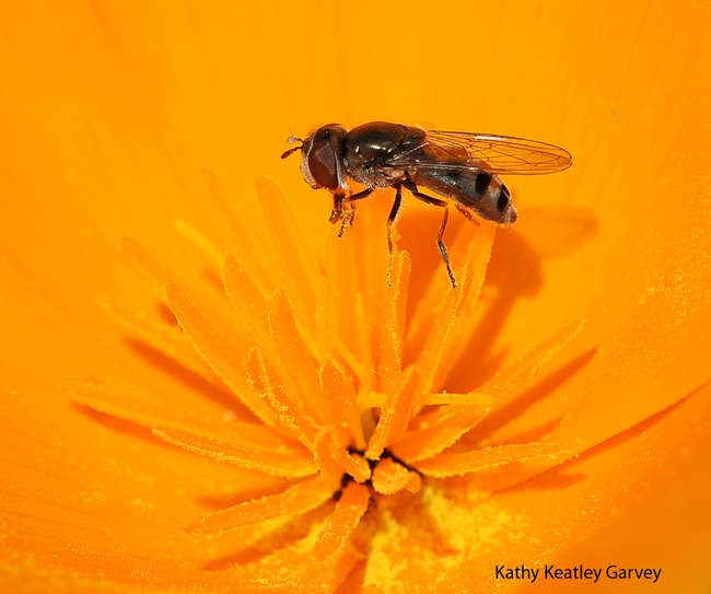 A syrphid or flower fly foraging on a poppy blossom. (Photo by Kathy Keatley Garvey)