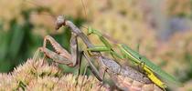 Male (top) and female praying mantises, Stagmomantis limbata, in a Vacaville garden. (Photo by Kathy Keatley Garvey) for Bug Squad Blog