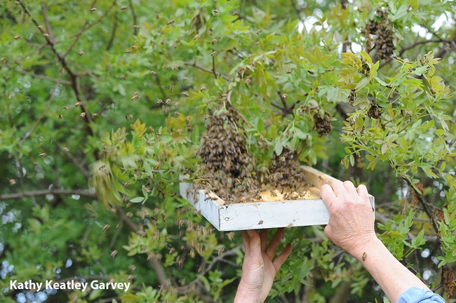Bee breeder-geneticist Susan Cobey catches the swarm. (Photo by Kathy Keatley Garvey)
