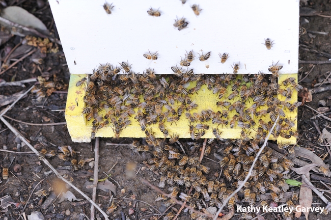 Bees enter a strategically placed hive. (Photo by Kathy Keatley Garvey)