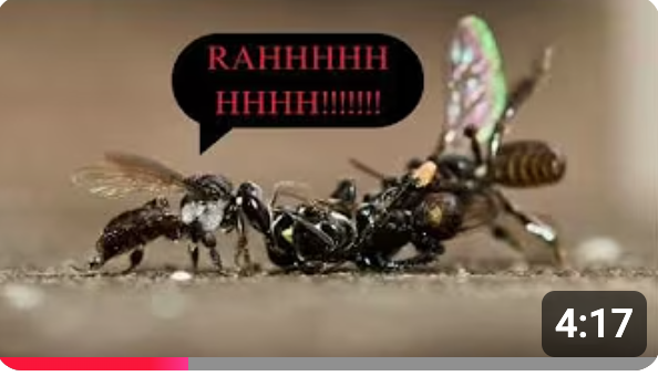 This video introduces viewers to stingless bees.