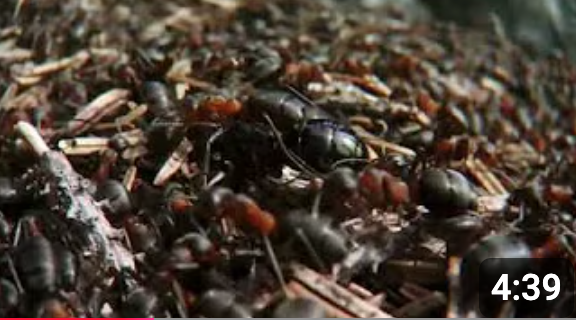 This video introduces viewers to fungus-growing ants.