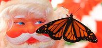 Santa and a monarch. (Photo by Kathy Keatley Garvey) for Bug Squad Blog