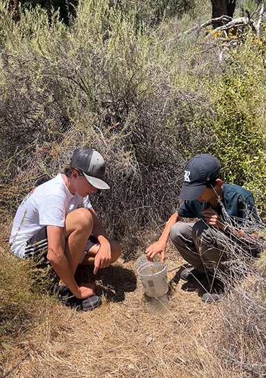 Cole Cramer and Connor Hsu setting a carrion beetle trap.