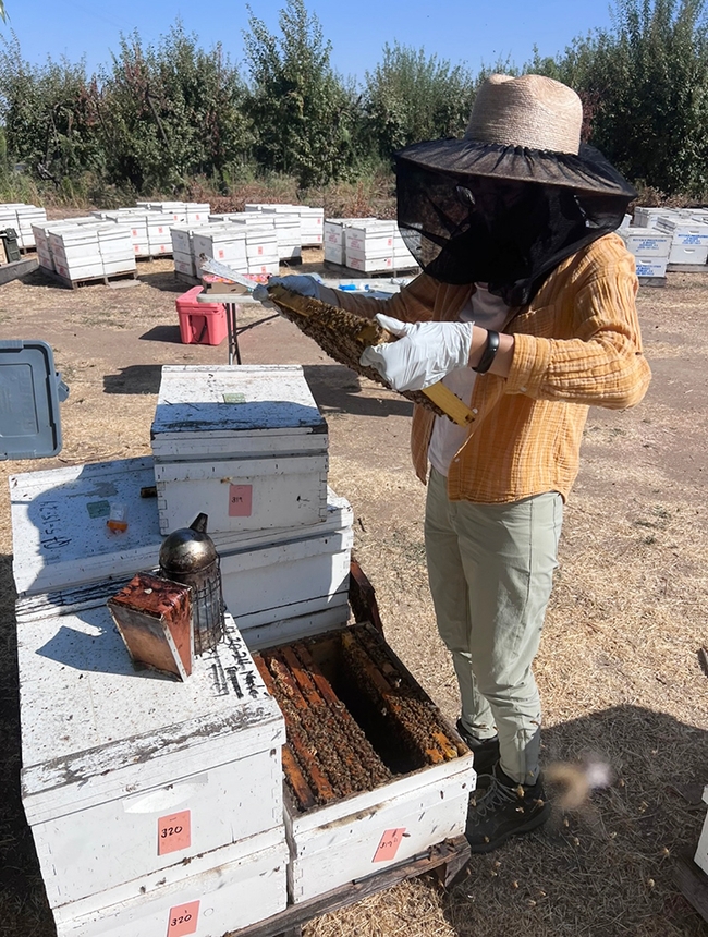 Samantha Murray, the newly selected garden coordinator of the UC Davis Bee Haven, tending bees.