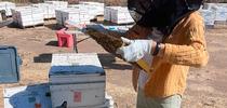 Samantha Murray, the newly selected garden coordinator of the UC Davis Bee Haven, tending bees. for Bug Squad Blog