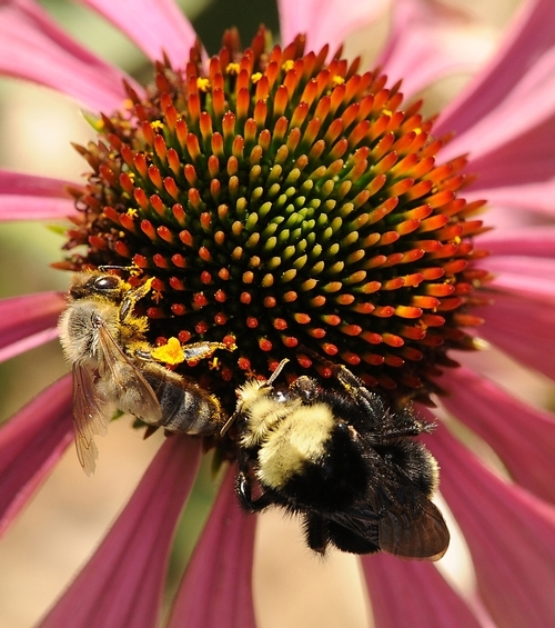 Honey bee and yellow-faced bumble bee (Bombus vosnesenskii) sharing a purple coneflower at the UC Davis Bee Haven. (Photo by Kathy Keatley Garvey)