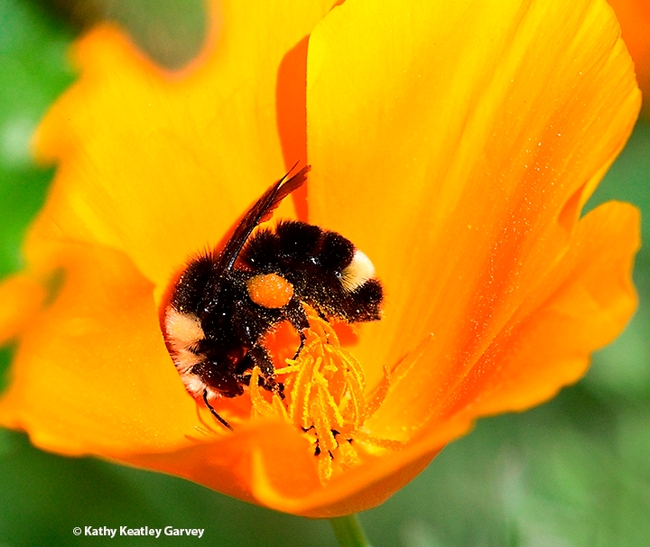 A yellow-faced bumble bee, Bombus vosnesenskii, nectaring on a California golden poppy. (Photo by Kathy Keatley Garvey)