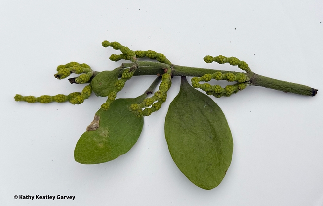 In many parts of Davis, mistletoe is missing. (Photo by Kathy Keatley Garvey)