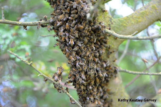 Bee swarm in a tree at the Harry H. Laidlaw Jr. Honey Bee Research Facility at UC Davis. (Photo by Kathy Keatley Garvey)