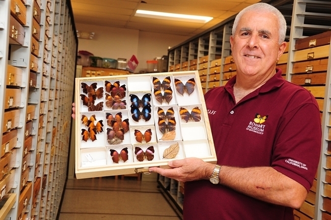 Jeff Smith, curator of the Lepidoptera collection, with some of the specimens he's curated. (Photo by Kathy Keatley Garvey)