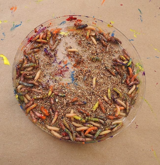 Colorful maggots. Numerous non-toxic, water-based paints are used to create maggot art. (Photo by Kathy Keatley Garvey)