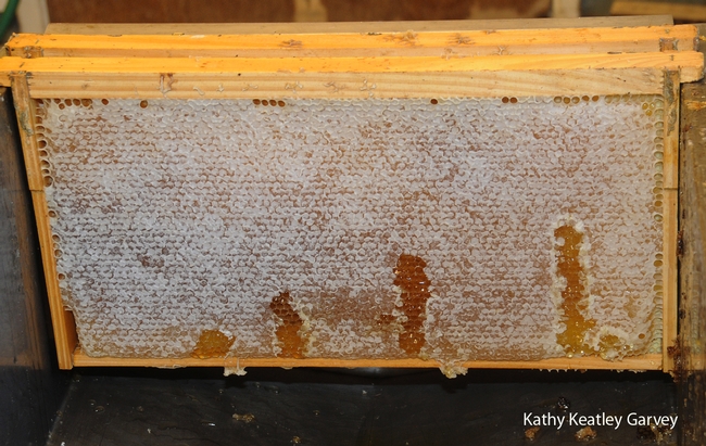 UC Davis honey ready to be extracted last fall. (Photo by Kathy Keatley Garvey)