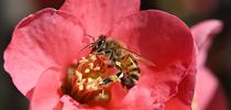 A honey bee foraging on flowering quince, a member of the rose family. (Photo by Kathy Keatley Garvey) for Bug Squad Blog