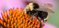 A male yellow-faced bumble bee, Bombus vosnesenskii, nectaring on a purple coneflower in Salem, Ore. (Photo by Kathy Keatley Garvey) for Bug Squad Blog