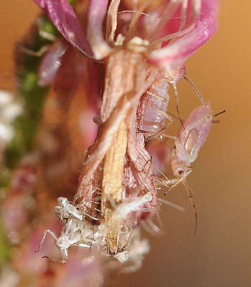 Aphids on Gaura
