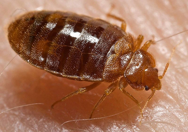 Bed bug, Cimex lectularius, shown here ingesting a blood meal from the arm of a “voluntary” human host, is wreaking havoc locally, nationally and globally. (Photo by Piotr Naskrecki, published by the Centers for Disease Control and Prevention on the Wikipedia website.)
