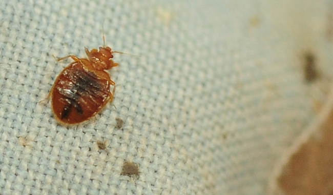 This bed bug drew a lot of attention at a UC Davis Department of Entomology display during the campuswide Picnic Day. (Photo by Kathy Keatley Garvey)