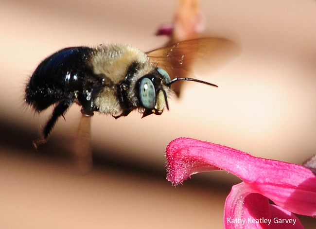 Male carpenter bee,  Xylocopa tabaniformis orpifex, in flight. (Photo by Kathy Keatley Garvey)