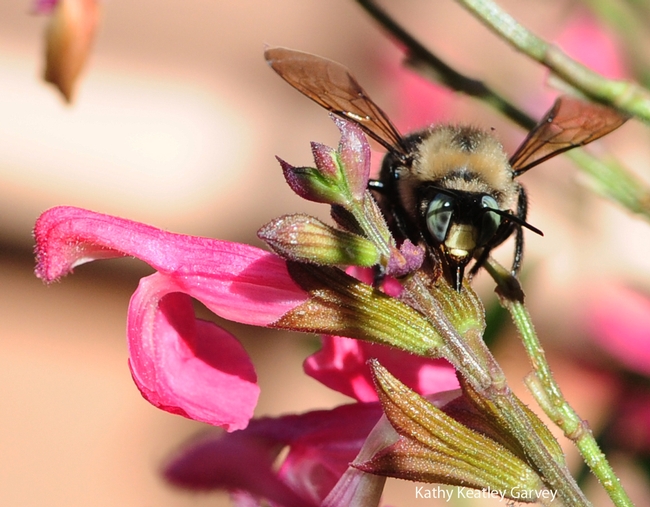 Male carpenter bee,  Xylocopa tabaniformis orpifex, slitting the corolla. (Photo by Kathy Keatley Garvey)