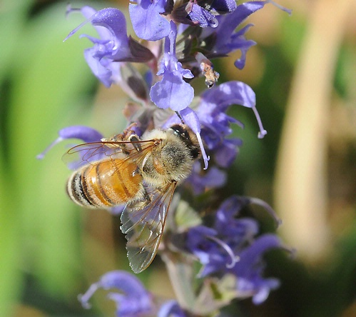Honey bee on sage