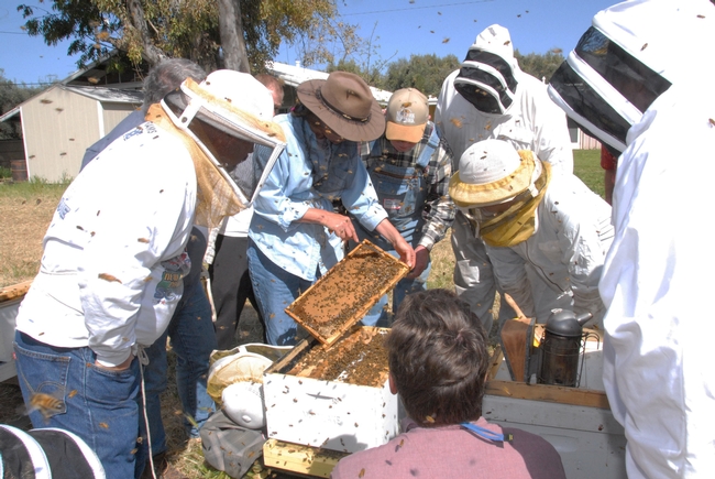 Bee breeder-geneticist Susan Cobey (center with frame) teaches a queen-bee rearing class. (Photo by Kathy Keatley Garvey)
