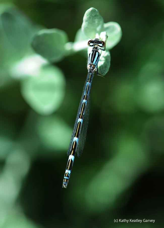Another view of common blue damselfly. (Photo by Kathy Keatley Garvey)